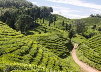Tea worth Rs 1.71 billion exported in first quarter