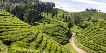 Tea worth Rs 1.71 billion exported in first quarter