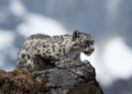 ACAP launches simultaneous snow leopard survey in Mustang and Manang
