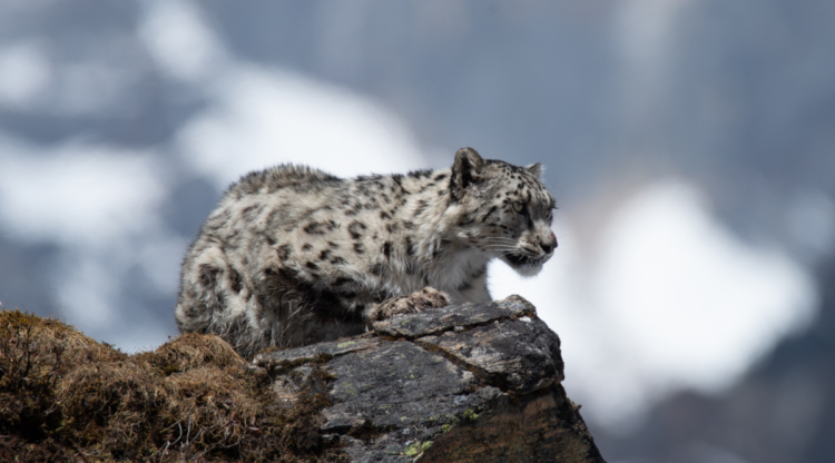 ACAP launches simultaneous snow leopard survey in Mustang and Manang