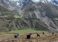 Yarsagumba collection begins in Mustang highlands