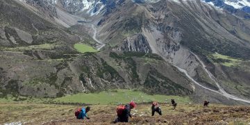 Yarsagumba collection begins in Mustang highlands