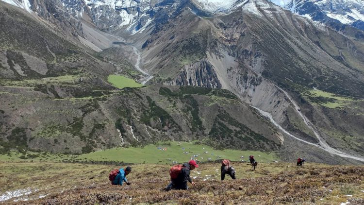 Yarsagumba collection begins in Mustang highlands